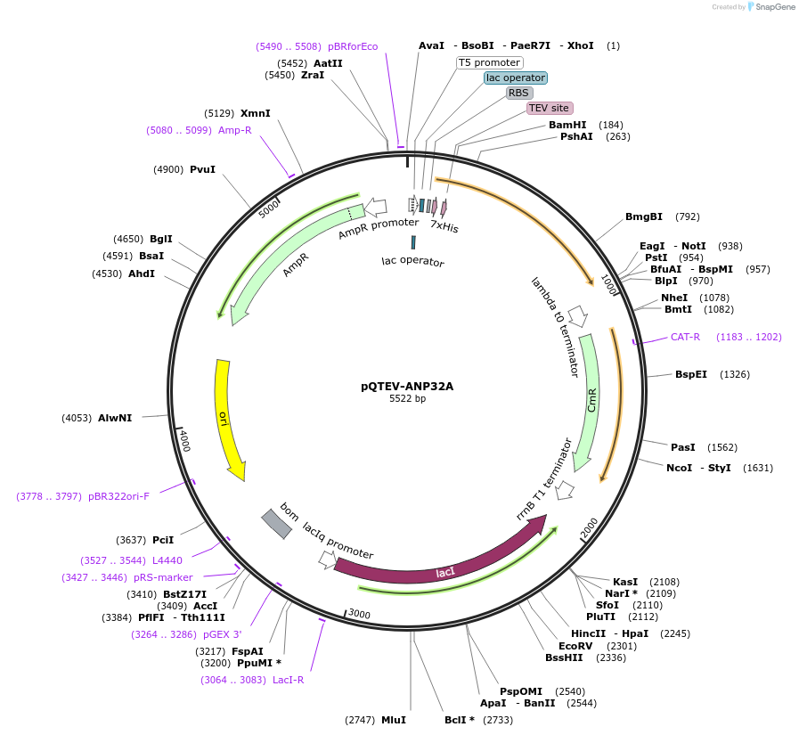 31563-plasmid-map-sequence-id-14460