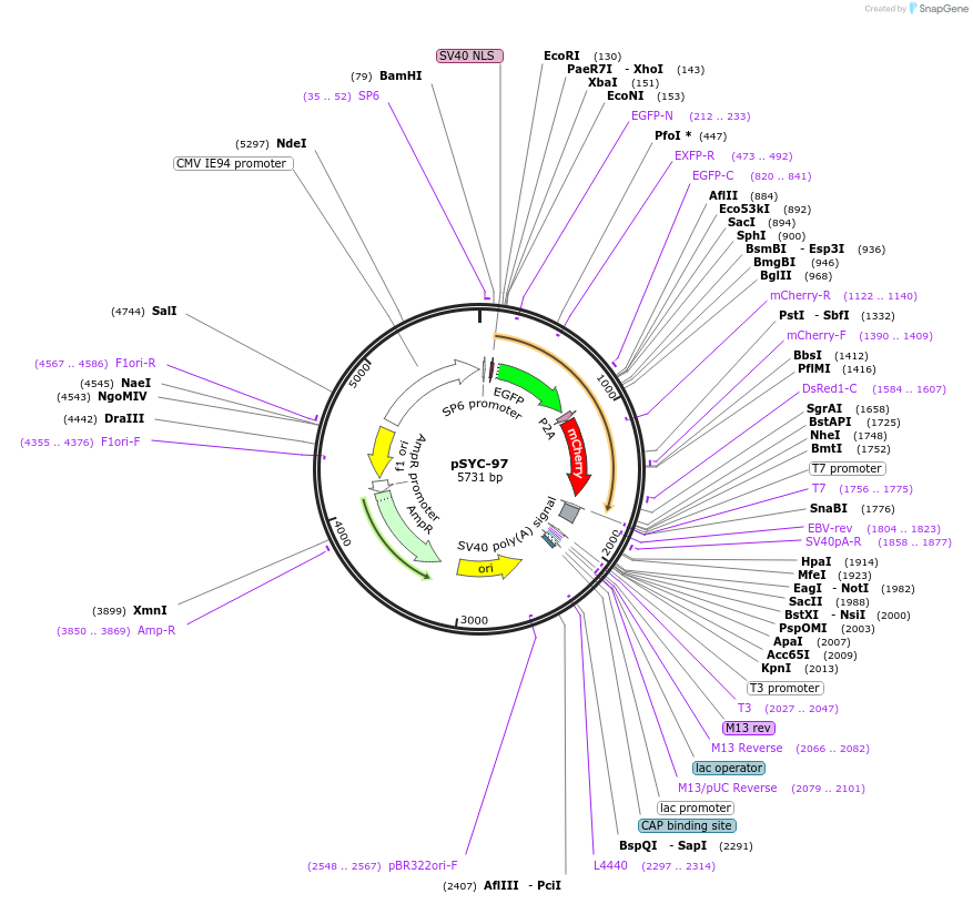 31565-plasmid-map-sequence-id-14462