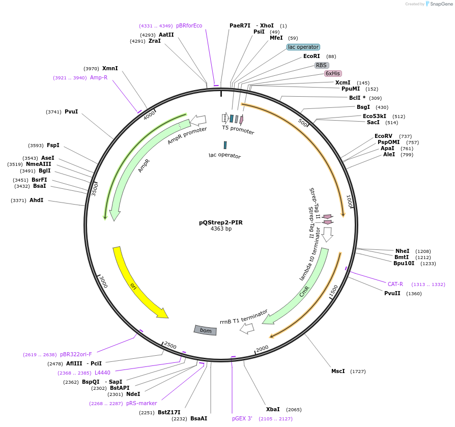 31570-plasmid-map-sequence-id-14466