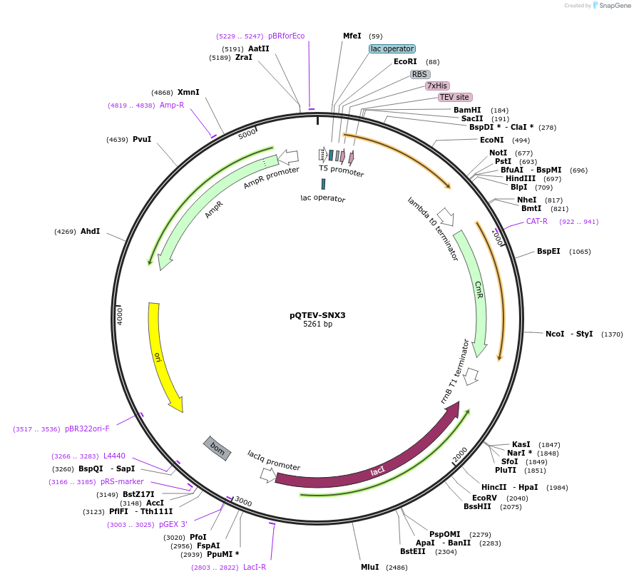 31573-plasmid-map-sequence-id-14469