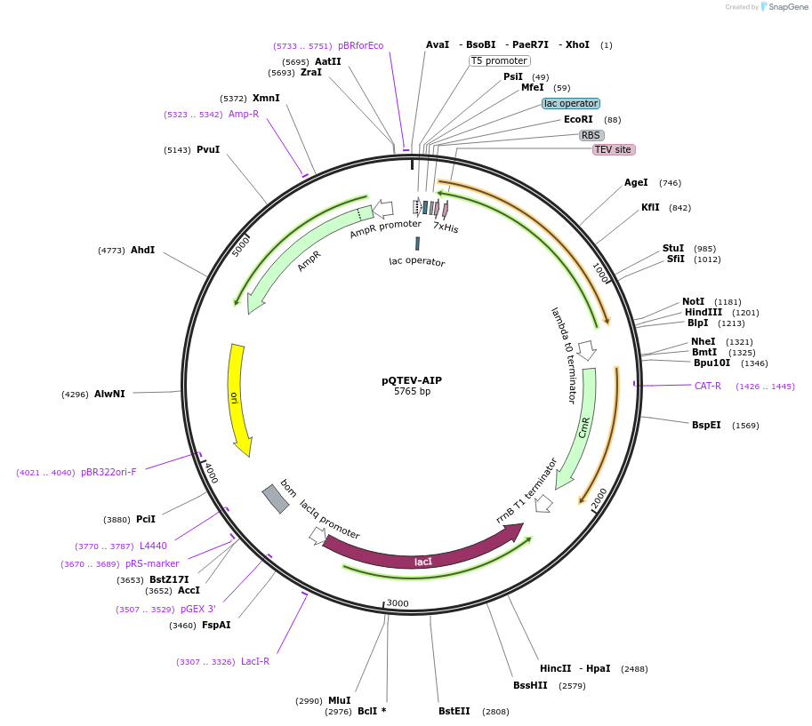 31575-plasmid-map-sequence-id-14471