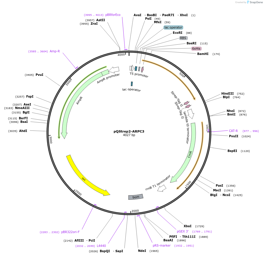 31580-plasmid-map-sequence-id-14476