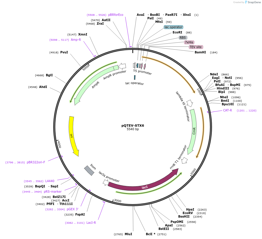 31581-plasmid-map-sequence-id-14477