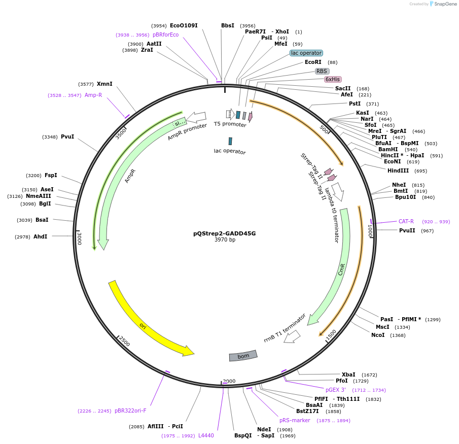 31584-plasmid-map-sequence-id-14480