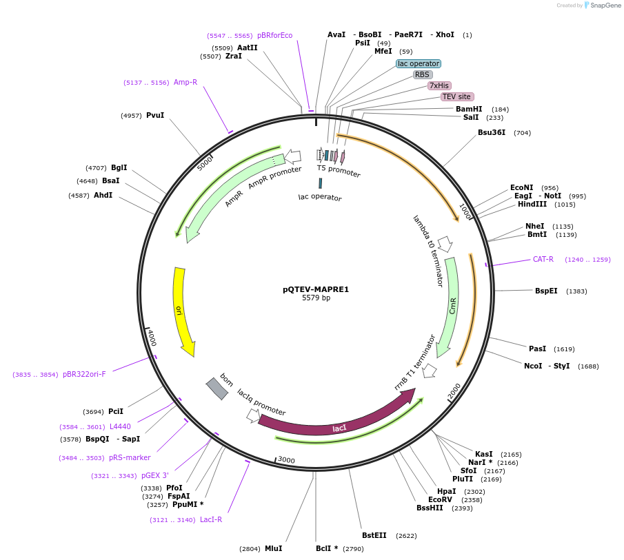 31589-plasmid-map-sequence-id-14485