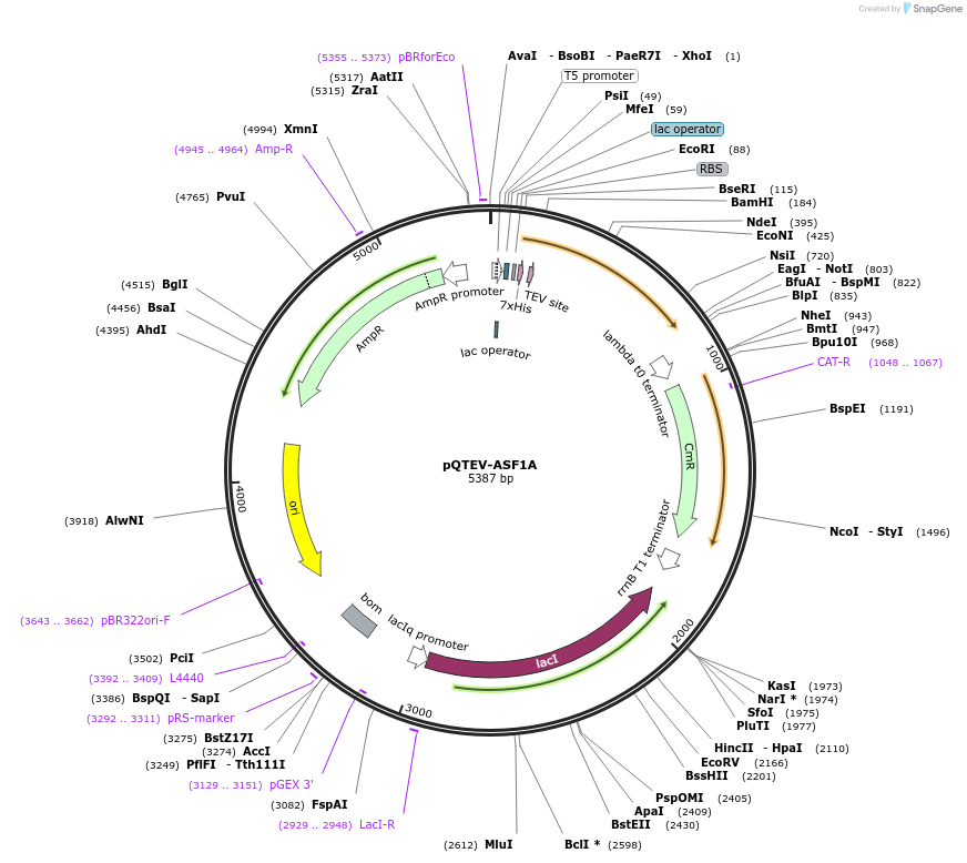 31591-plasmid-map-sequence-id-14486