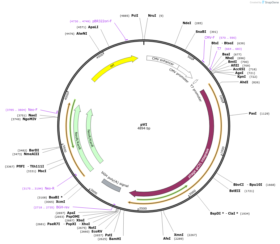 31597-plasmid-map-sequence-id-14491