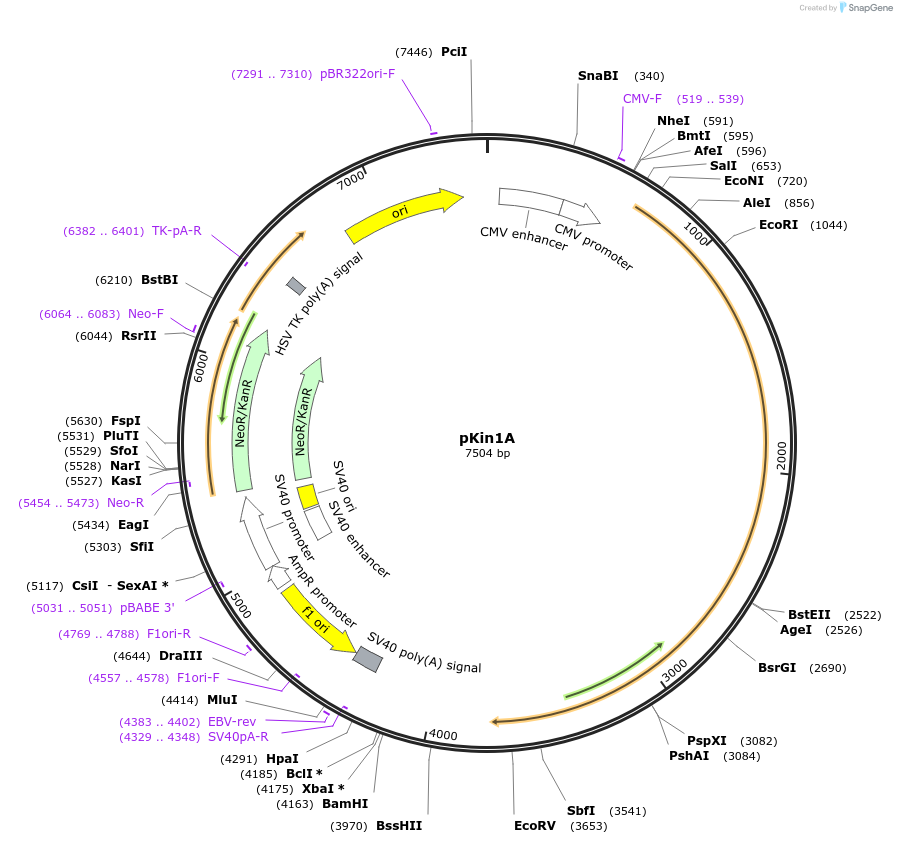 31607-plasmid-map-sequence-id-14492