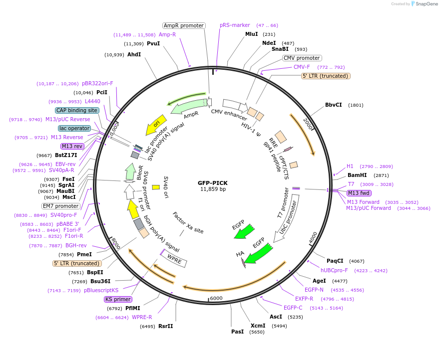31613-plasmid-map-sequence-id-14495