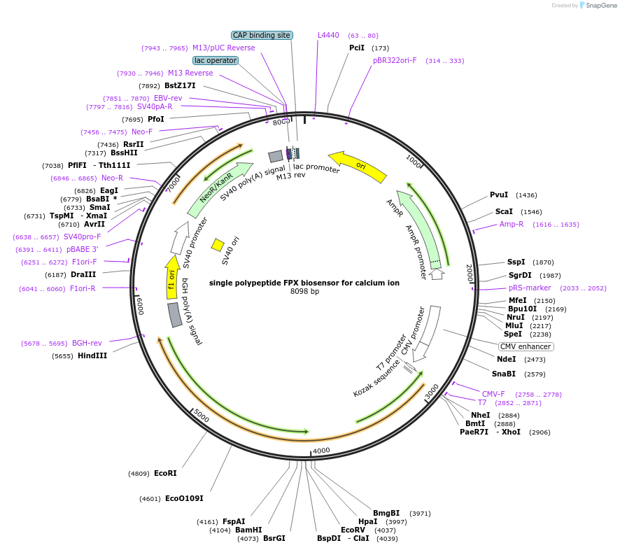 60887-plasmid-map-sequence-id-145563