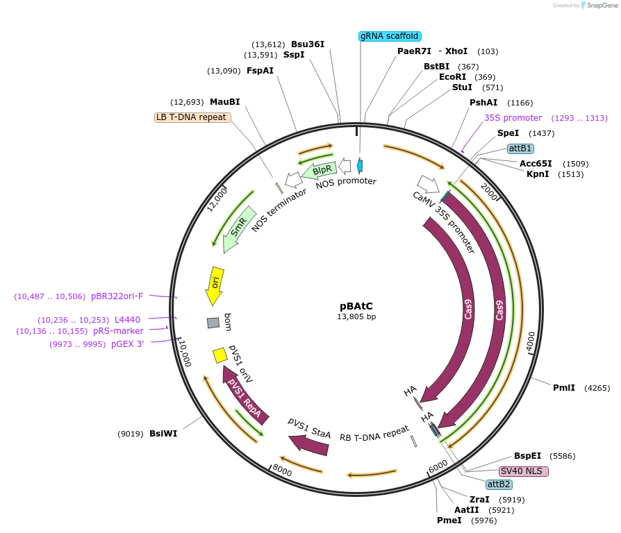 78097-plasmid-map-sequence-id-145568