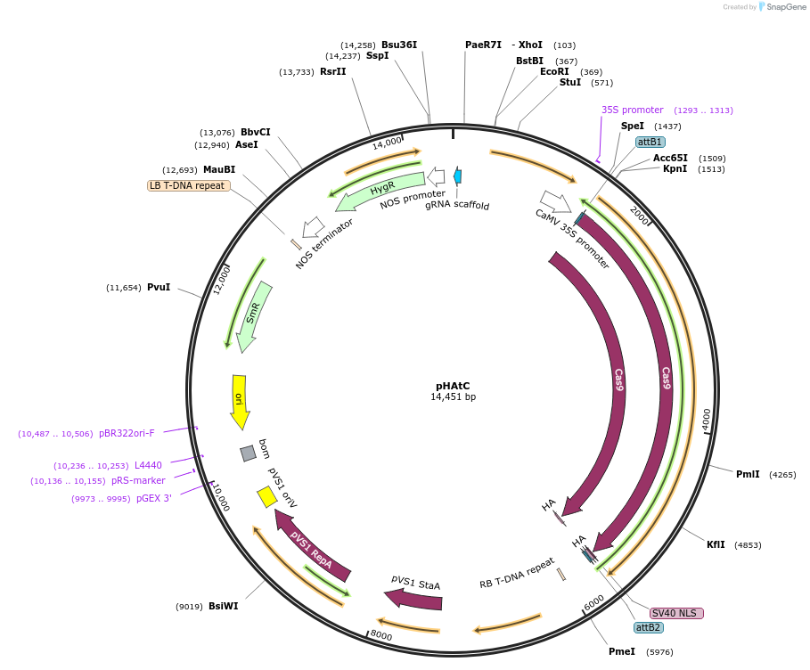 78098-plasmid-map-sequence-id-145571