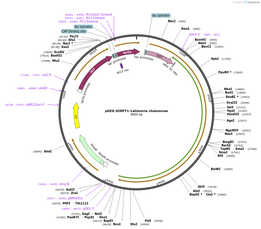 75324-plasmid-map-sequence-id-145580