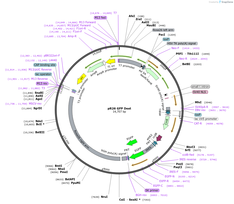 74283-plasmid-map-sequence-id-145603