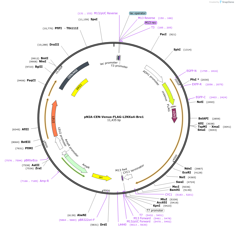 73618-plasmid-map-sequence-id-145697