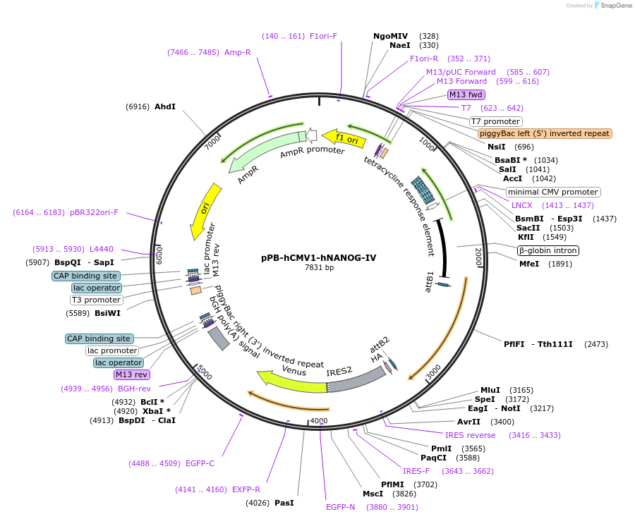 60432-plasmid-map-sequence-id-145904