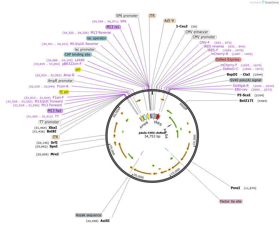 73349-plasmid-map-sequence-id-145919