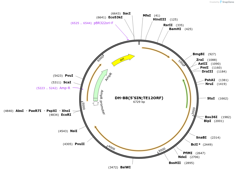 72309-plasmid-map-sequence-id-145921