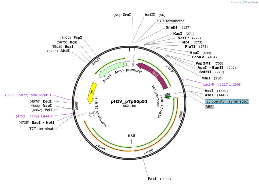 78233-plasmid-map-sequence-id-145927