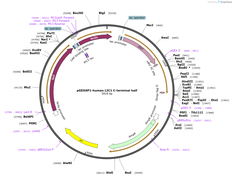 74599-plasmid-map-sequence-id-145961