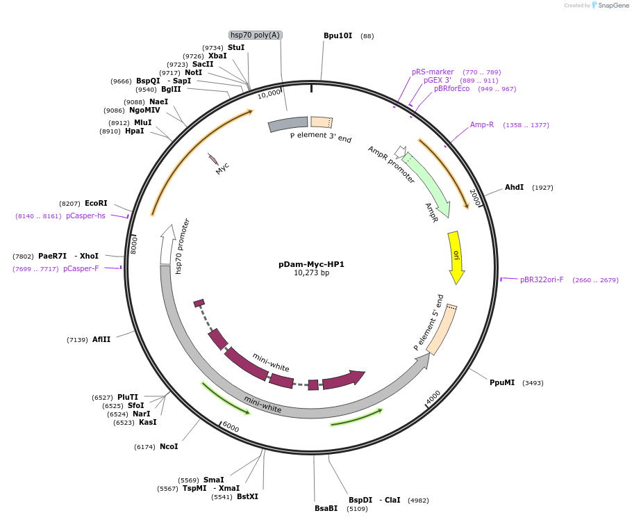 59221-plasmid-map-sequence-id-145971
