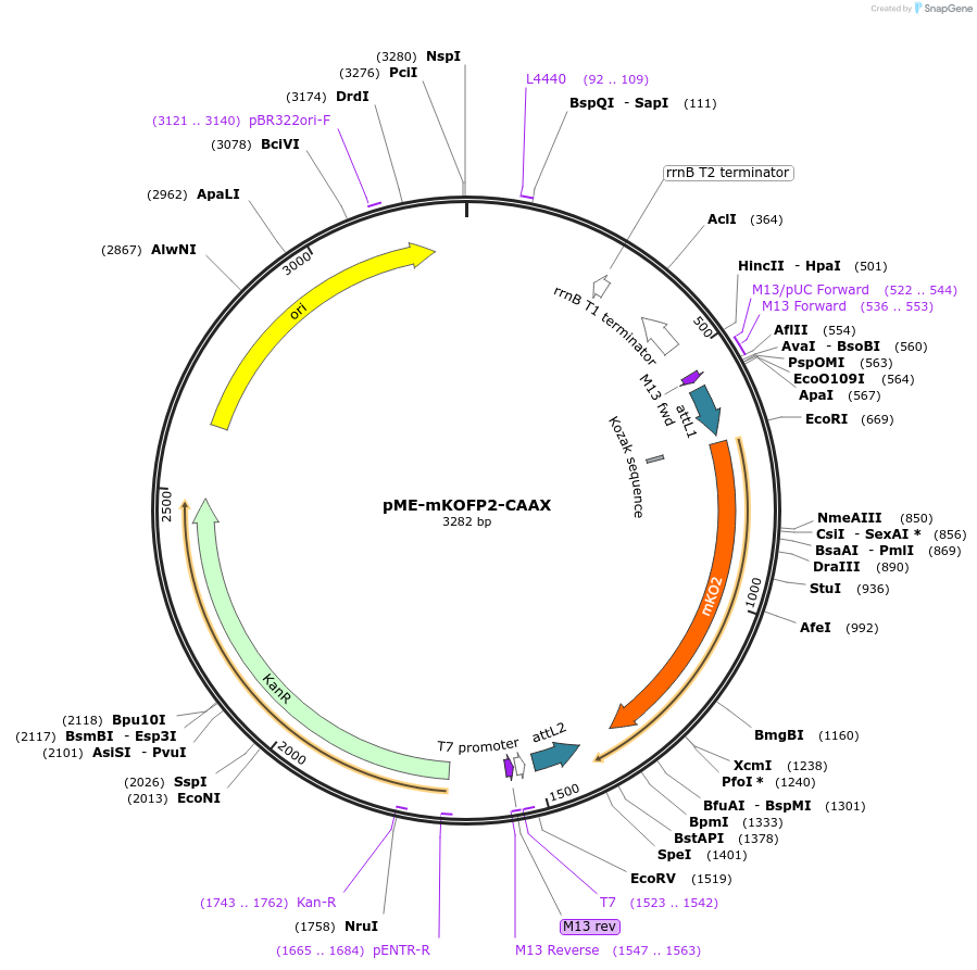 75155-plasmid-map-sequence-id-145998