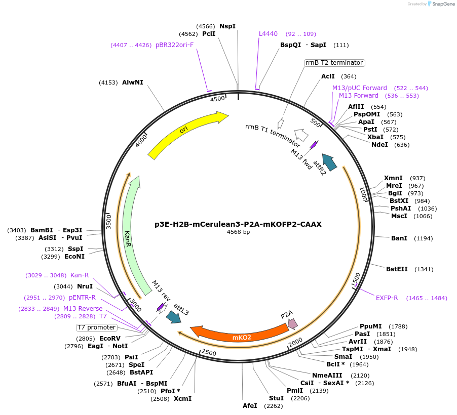 75177-plasmid-map-sequence-id-145999