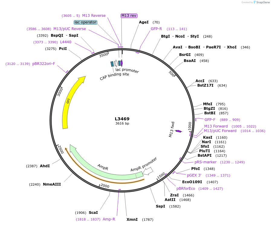 1536-plasmid-map-sequence-id-146