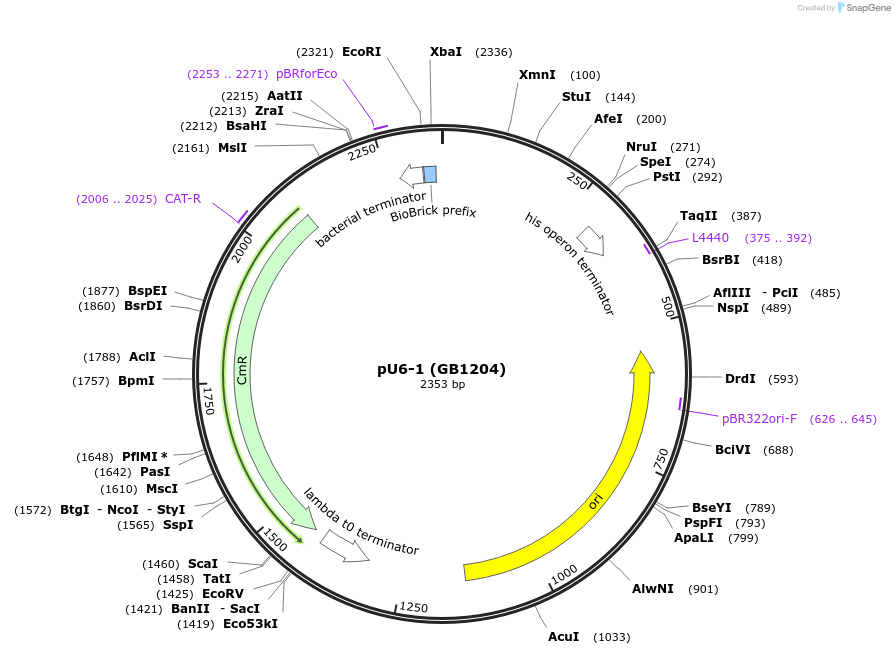 75405-plasmid-map-sequence-id-146002