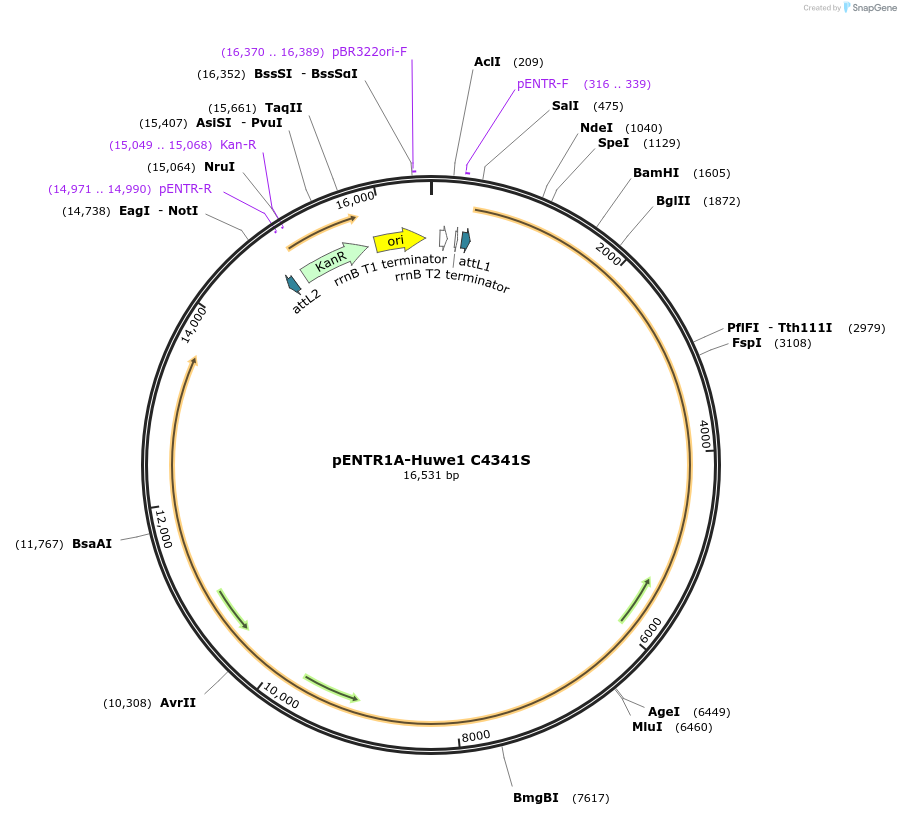 37432-plasmid-map-sequence-id-146007