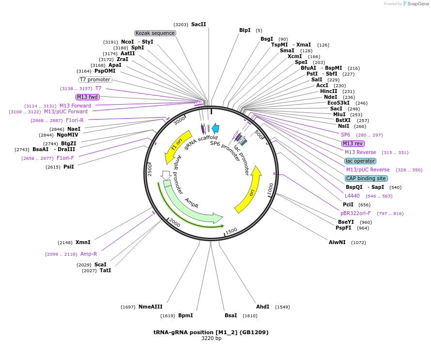 75410-plasmid-map-sequence-id-146027