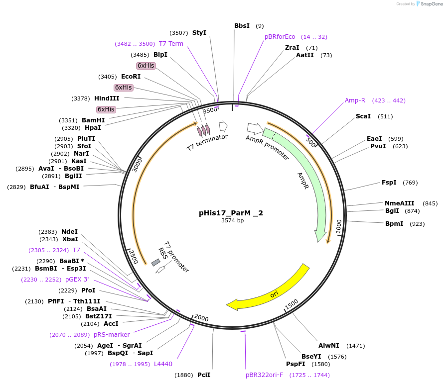 78202-plasmid-map-sequence-id-146031