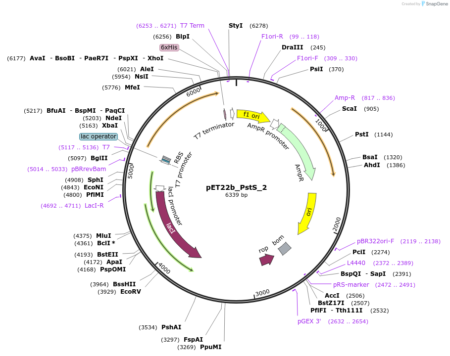 78199-plasmid-map-sequence-id-146049
