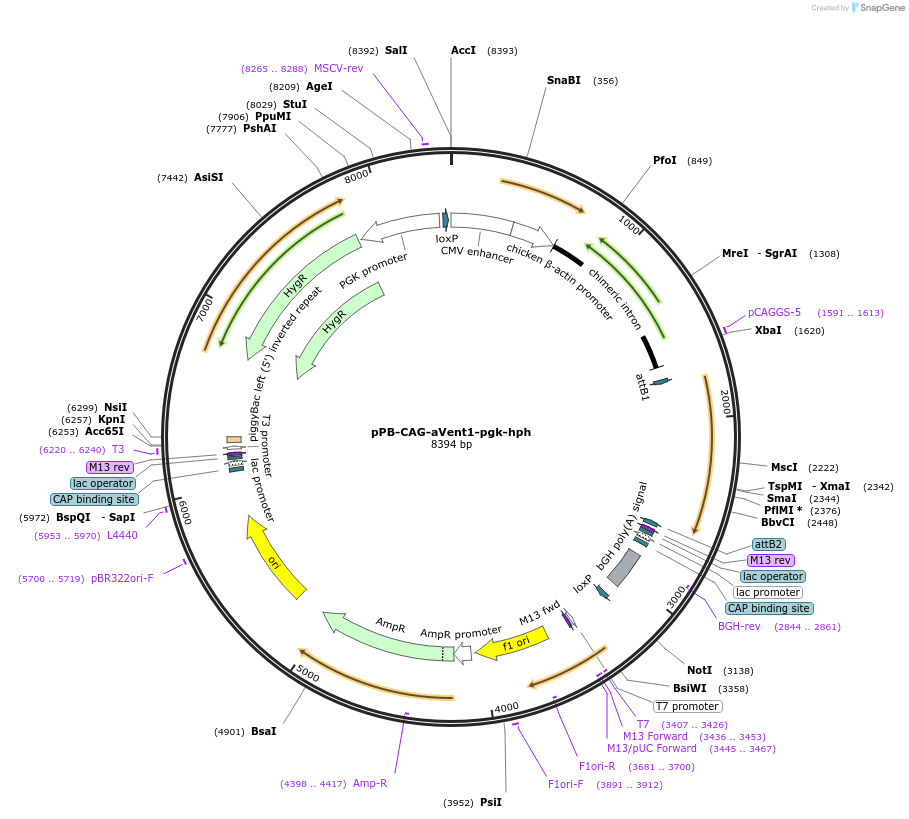 74916-plasmid-map-sequence-id-146053