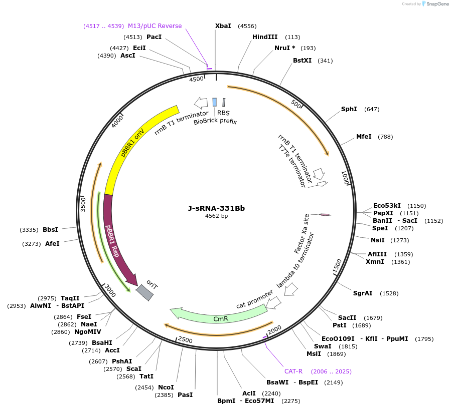 78285-plasmid-map-sequence-id-146144