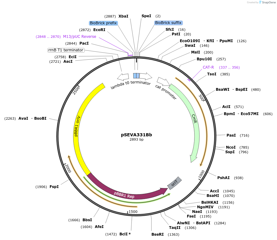 78269-plasmid-map-sequence-id-146146