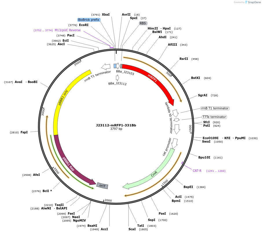 78278-plasmid-map-sequence-id-146154