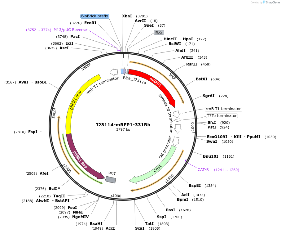 78279-plasmid-map-sequence-id-146155