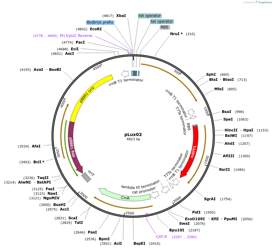 78282-plasmid-map-sequence-id-146158
