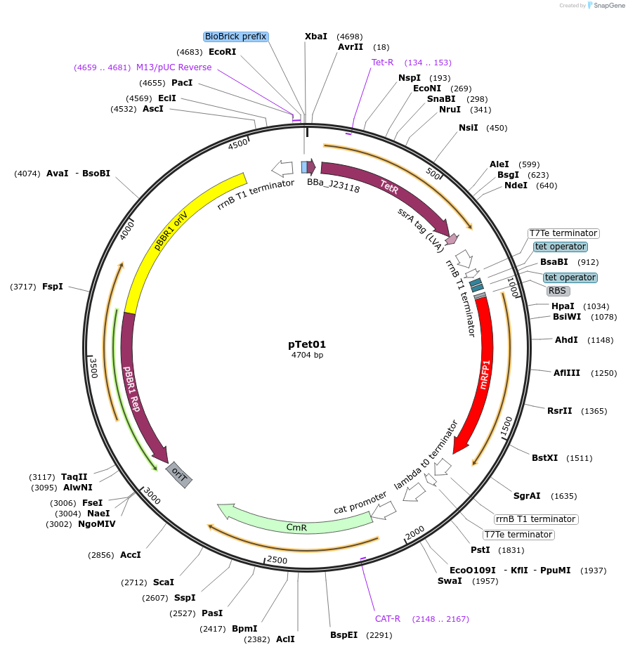 78283-plasmid-map-sequence-id-146160