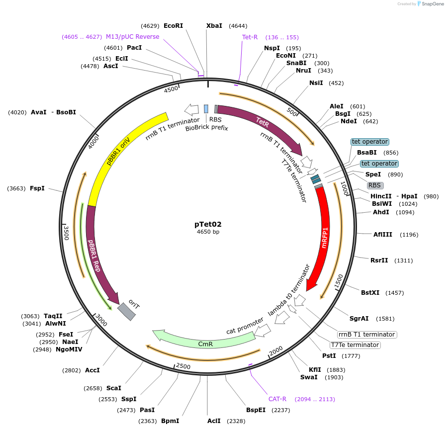 78284-plasmid-map-sequence-id-146161