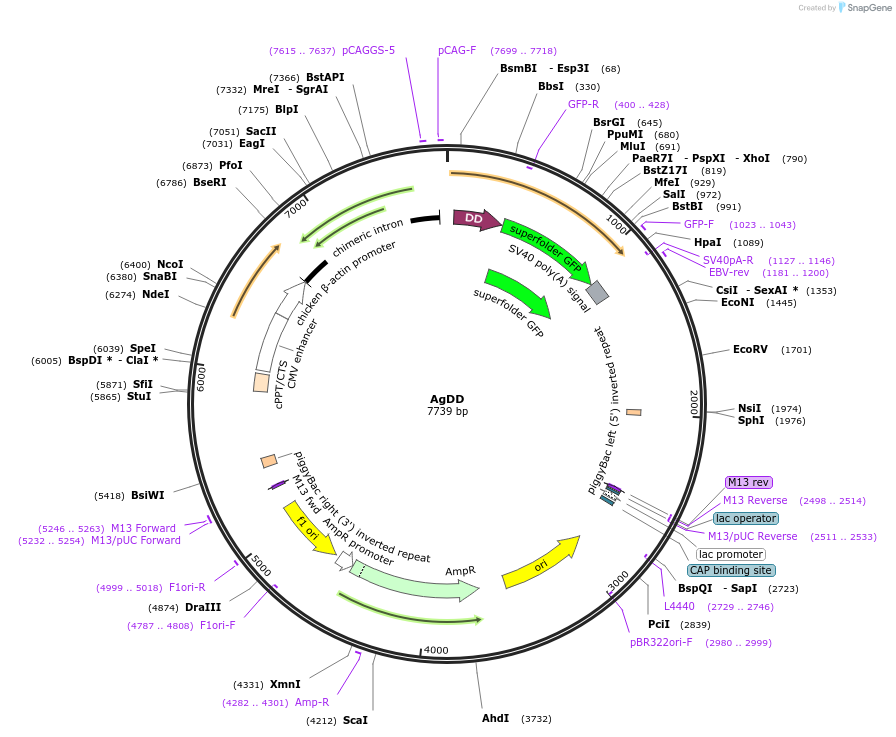 78289-plasmid-map-sequence-id-146162