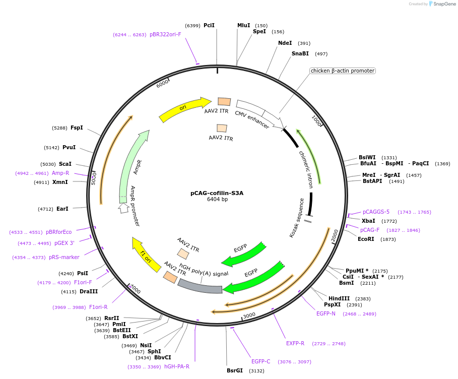 78296-plasmid-map-sequence-id-146169
