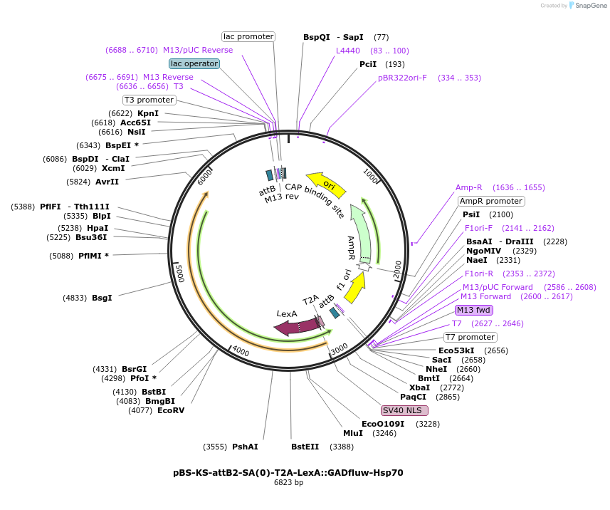 78304-plasmid-map-sequence-id-146179