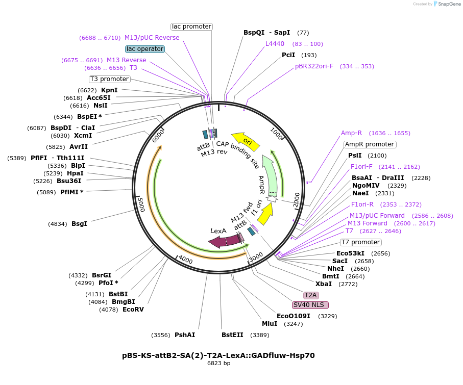 78307-plasmid-map-sequence-id-146182