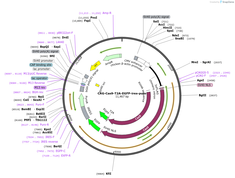 78311-plasmid-map-sequence-id-146188