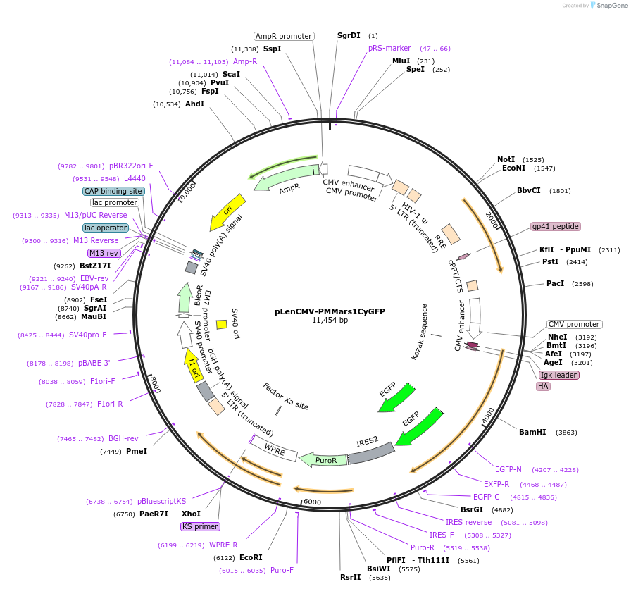 78315-plasmid-map-sequence-id-146193