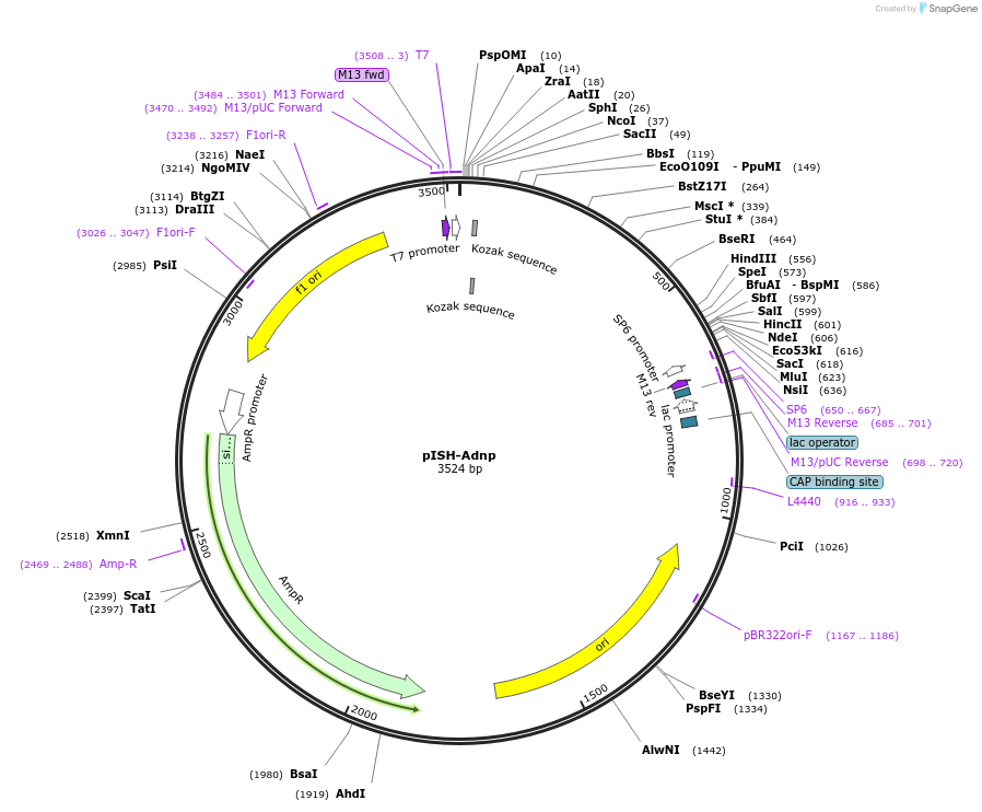 146197_map