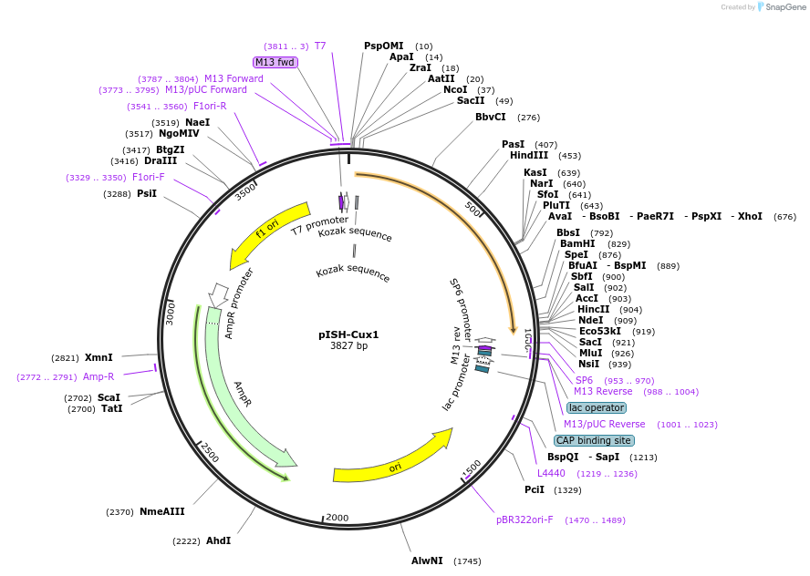 146198_map