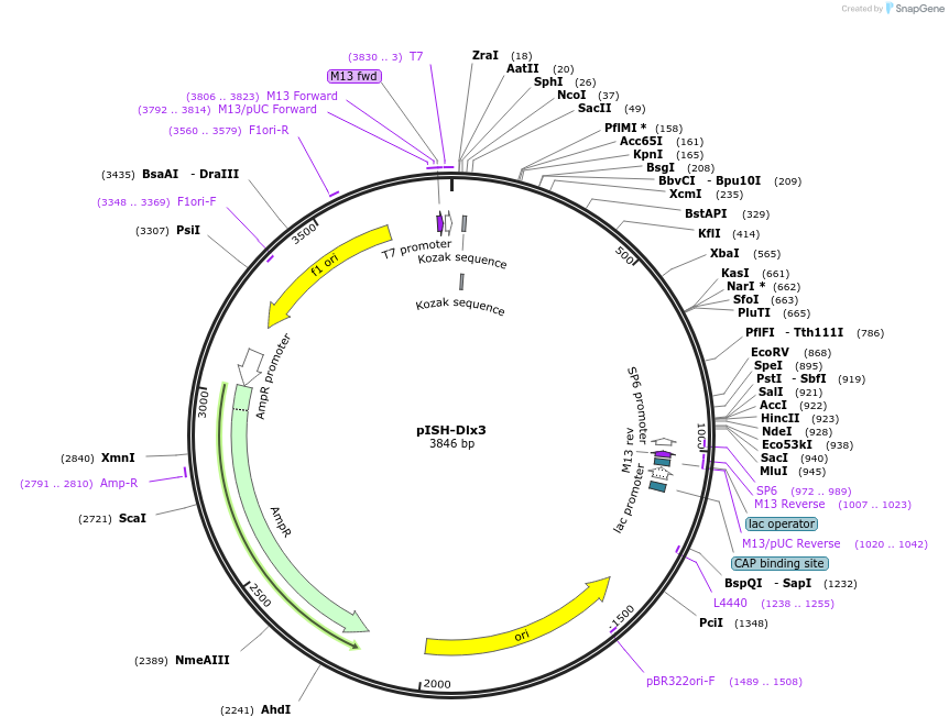 74342-plasmid-map-sequence-id-146199